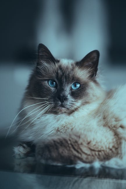 Cute Pets - Beautiful Birman cat with striking blue eyes and #8736766