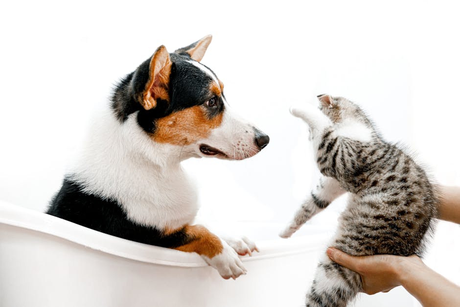 Cute Pets - A cute scene of a cat and dog interacting playfu #9952105